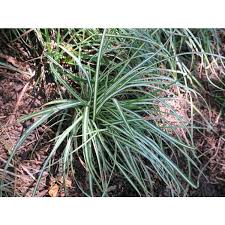 Image result for Carex conferta