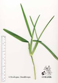 Image result for Stenotaphrum