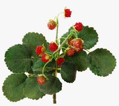 Otherwise you risk spreading wild pests and diseases to your cultivated berry plants. Wild Raspberry Bush 29 Cm Flowerdutchess Frutti Di Bosco Png Image Transparent Png Free Download On Seekpng