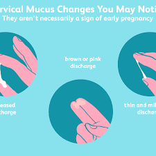 At the same time, it could also indicate you are already pregnant. Can Cervical Mucus Help You Detect Early Pregnancy