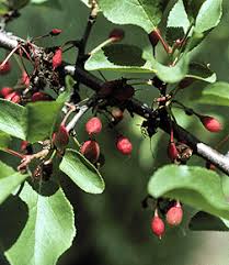 Image result for Leiothylax drummondii