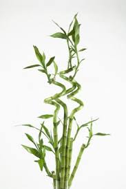 The two spotted spider mite, tetranychus urticae, can. What Is The Fuzzy Coating On My Lucky Bamboo Plant