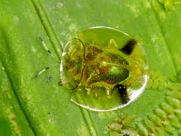 It is one of three species of tortoise beetle found in. Golden Tortoise Beetle L Remarkable Our Breathing Planet