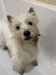 dirtyromy westie romy 2ans