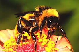 In other words, you know the. Bumble Bees As Pollinators College Of Agriculture Forestry And Life Sciences Clemson University South Carolina