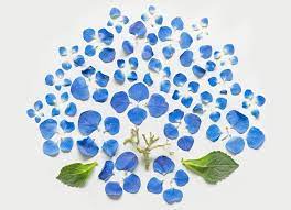 Exploded Flowers By Fong Qi Wei Flower Art Floral Art Flowers
