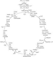 Contacto reclamos trabajá con nosotros turnos de verificación. Tricarboxylic Acid Cycle The Tca Pathway Operates In The Mitochondria Download Scientific Diagram