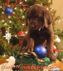Most labrador retrievers are athletic; Black Lab Puppies For Sale Houston Tx
