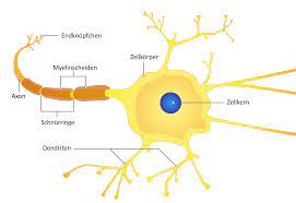 A single process arises from the cell body and then divides into an axon and a dendrite. Aufbau Einer Nervenzelle