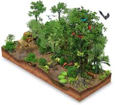Emergent, upper canopy, understory, and forest floor. Amazon Rainforest Facts Rainforest Location Dk Find Out