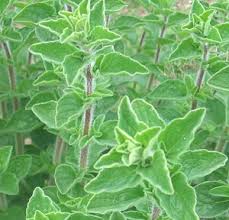 Товар 7 zaatar spice jordan 1st class ground thyme mix zataar za'tar zatar 100g. Origanum Maru Syrian Oregano