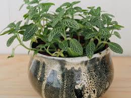 Browse and explore plant pots ceramic at homegardenshed.com! Pot Makers And Sellers Green Rooms Market