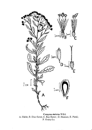 Image result for Eschenbachia stricta