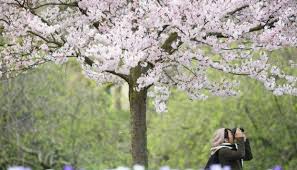Keindahan sakura membuat sejumlah warga indonesia yang pernah tinggal di jepang, sengaja membawa bibit sakura untuk ditanam di indonesia, seperti di bali dan di kebun… Wisata Blitar Bunga Sakura Tempat Wisata Indonesia