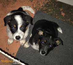 Australian Border Collie Blue Heeler Cross Pups
