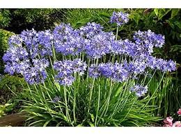 Agapanthus Misty Dawn Arbustes De Jardin Beaux Jardins Jardins