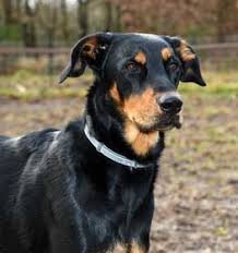 Beauceron Information Dog Breed Facts Dogell Com