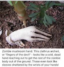 The Most Chilling Mushrooms In The World Stuffed Mushrooms Chill Hands Reaching Out