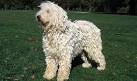 Komondor Puppies for Sale from Reputable Dog Breeders