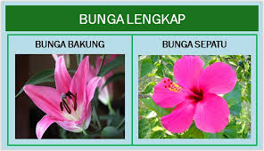Nama kaisar romawi, nama yang bagus untuk itu juga nama bunga biru dan ungu. Bunga Lengkap Dan Bunga Tidak Lengkap Bimbel Brilian