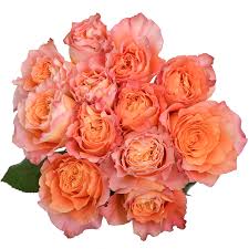 The rose free spirit can be categorized in the 'premium scented garden roses' collection. Rose Free Spirit Pick Up Flower Catalog