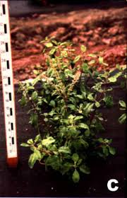 Image result for Ocimum urundense