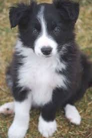 Border Collie Reminds Me Of My Little One Wish She Was Still With Me Gethimtochaseyou 2020 Sevimli Kopekler Evcil Hayvanlar Kopek