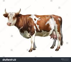 La vache (Bos taurus), dessin réaliste, : illustration de stock 1897963798  | Shutterstock