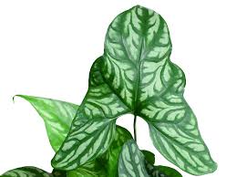 Image result for Cercestis