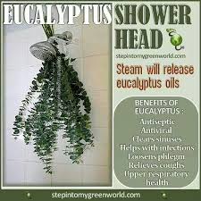 Pin By Betsy Crytzer On Beauty Tips Eucalyptus Shower Eucalyptus Oil Benefits Eucalyptus