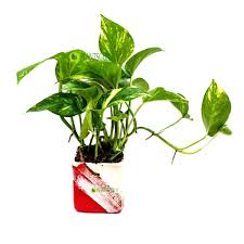 You'll get a continuous source of recipe ingredients or garnishes right when you need them. Buy Money Plant Online With Red White Ceramic Pot At Plantsguru Com