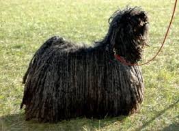 Including dog breeds a to z, small to large, hypoallergenic dog breeds & more. List Of 17 Awesome Rare Dog Breeds Lovetoknow