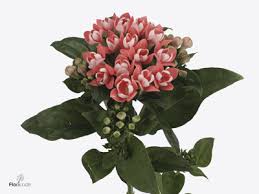 Image result for Bouvardia