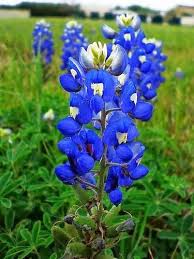 Texas State Flower Texas Bluebonnet Flower Seeds Texas Bluebonnets Flower Garden Plans