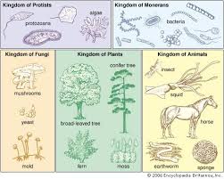 5 Kingdoms Of Life Montessori Science Science Week