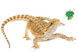 1 male ( i think) and 1 female. Cheap Bearded Dragons For Sale Online Breeders Strictly Reptiles