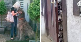Maybe you would like to learn more about one of these? People Are Posting Hilarious Photos Of Their Irish Wolfhounds And It S Crazy How Large They Are 50 Pics Bored Panda