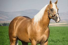 Image result for tbn:tVj6rqcH-AQR9M::www.pregonagropecuario.com.ar/images/caballo_overo.jpg