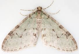 Image result for Trichopteryx