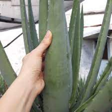 Sumatera utara (biasa disingkat sumut) terletak di pulau sumatera dan menjadi provinsi di indonesia bagian barat. Jual Lidah Buaya Di Sumatera Utara Harga Terbaru 2021