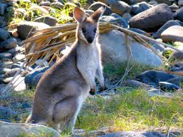 Roo In Carnarvon Gorge