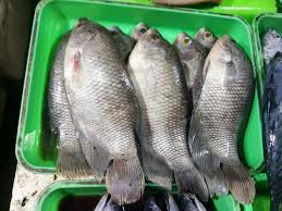 Check spelling or type a new query. Jenis Ikan Air Tawar Konsumsi Beserta Harganya Ikanesia Id