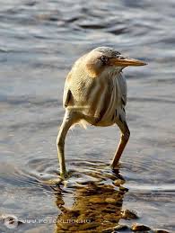 Welcome to adobe photoshop on reddit. Long Legged Bird Becomes Internet Celebrity After Ph