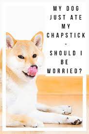 Help My Dog Ate Chapstick What Do I Need To Do Now