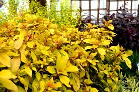 Image result for Hamelia patens