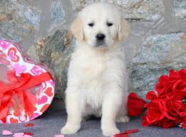 Here's a list of colorado golden retriever rescues in alphabetical order. English Cream Golden Retriever Puppies For Sale Puppy Adoption Keystone Puppies