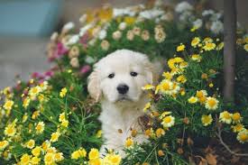 We did not find results for: 50 Flower Dog Names Our Fit Pets