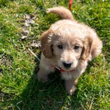 Rehoming fee applies to ensure. So The World Kinda Stinks Here Are Some Puppies Pictures To Make Your Day Better Cowboys Ride For Free