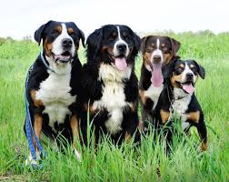 An excellent family dog, the bernese mountain dog gets along well with children and most other pets and loves to be included in all family activities. Switzerland S Four Mountain Dog Breeds Which Is Which