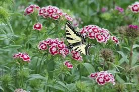 More than 4000 people visit each year, providing a significant economic boost for elkton, one of oregon's smallest incorporated towns. Sweet William Flower Flowers Butterfly Butter Fly Insect Swallow Tail Oregon State Summer Spring Pikist